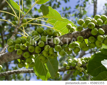 Gray fig, White fig Gray fig, White fig 45065355