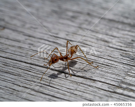 Red ant on old wooden with shadow. Red ant on old wooden with shadow. 45065356