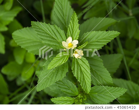 Queensland hemp plant 45065410