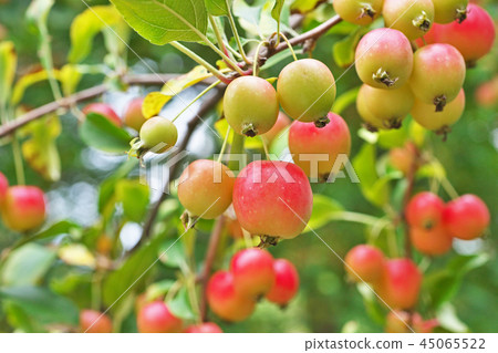 Red-colored Hime apple fruit Red-colored Hime apple fruit 45065522