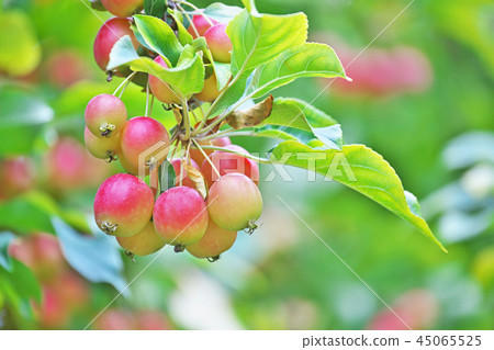 Red-colored Hime apple fruit Red-colored Hime apple fruit 45065525