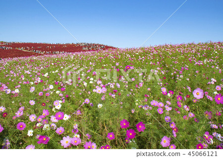 Kokia Cosmos National Government Hitachi Beach Park Kokia Cosmos National Government Hitachi Beach Park 45066121
