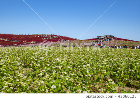 Kokia波斯菊蕎麥麵邊國家海灘海濱公園 45066123