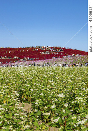 Kokia波斯菊蕎麥麵邊國家海灘海濱公園 45066124