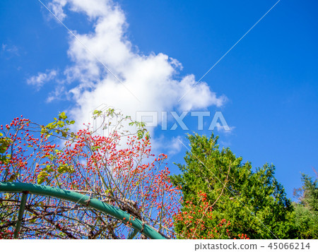 [Izu City, Shizuoka Prefecture] Vine roses in the park [Shuzenji Rainbow Village] 45066214