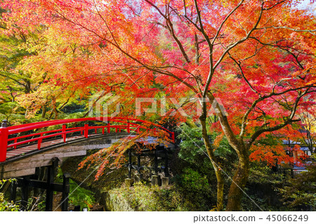 秋季葉子河鹿橋樑 45066249