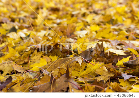 Autumn background of yellow and rusty leaves of maple in Gatchina park after leaf fall. Autumn background of yellow and rusty leaves of maple in Gatchina park after leaf fall. 45066643