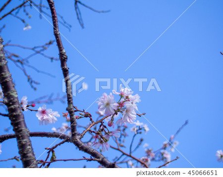 [Shizuoka Prefecture Izu City] Park's October cherry blossoms (Shuten Zakura) [Shuzenji Niji no Sato] 45066651