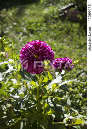 tiger purple dahlia with white veins. vertical photo. tiger purple dahlia with white veins. vertical photo. 45066658
