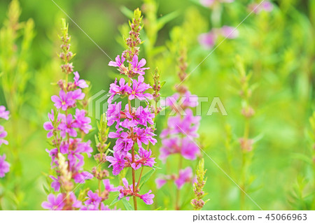 Purple wren flower 45066963