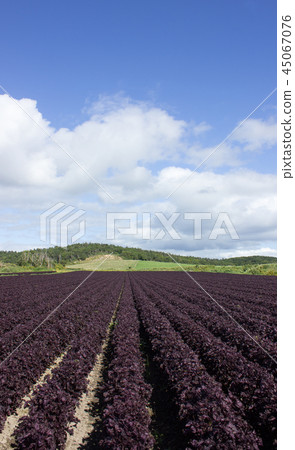 紅味噌領域西索 紅味噌領域西索 45067076