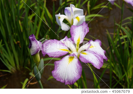 Flower shovel 45067079