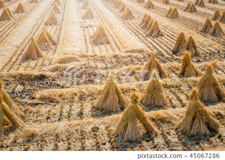 秋天的鄉村 45067286