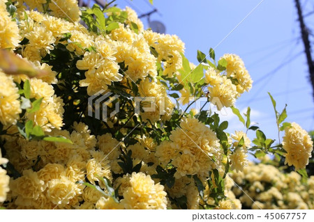 Spring vine rose 45067757