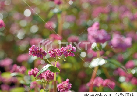 紅蕎麥 紅蕎麥 45067881