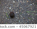 Pine cone on the road 45067921