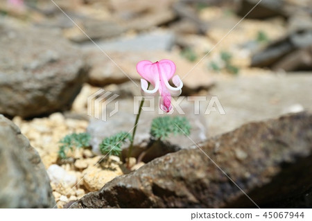 Dicentra高山植物野花 45067944