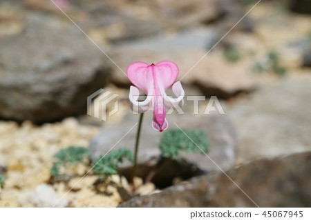 Dicentra高山植物野花 45067945