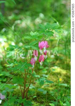 Prunus vulgaris Nature Background Wildflowers Prunus vulgaris Nature Background Wildflowers 45067985