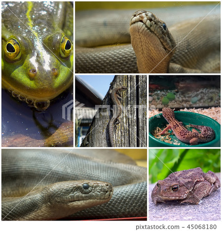 Collage with reptiles and amphibians Collage with reptiles and amphibians 45068180