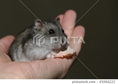 Djangarian hamster 45068222