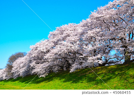 櫻花景觀淀川河公園 櫻花景觀淀川河公園 45068455