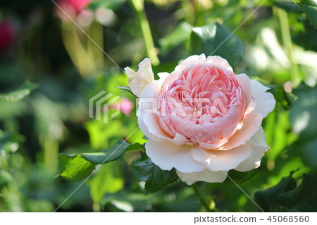 玫瑰瑪索拉 45068560