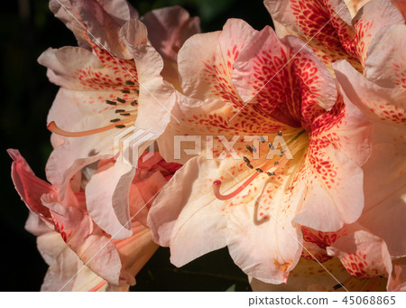 Rhododendron Hybrid Peggy, Rhododendron hybrid 45068865