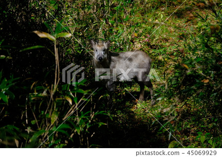 Antelope Antelope 45069929