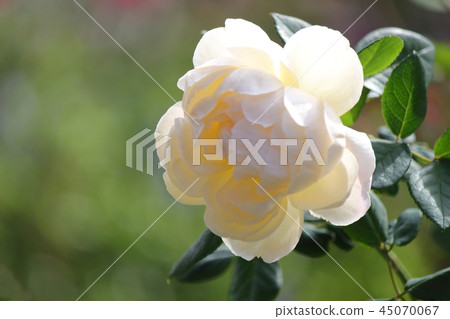 Rose Wollaton Old Hall Rose Wollaton Old Hall 45070067