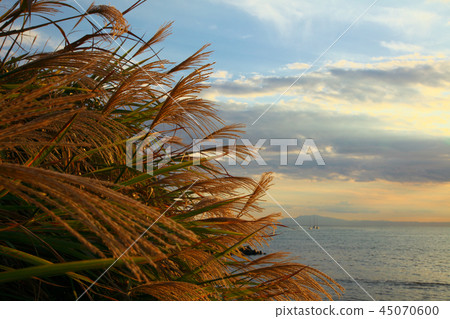Autumn Shonan coast Autumn Shonan coast 45070600