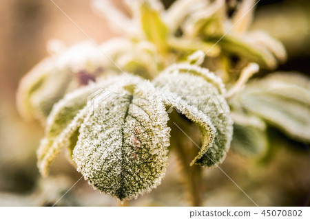 frozen last autumn leaves in ice crystals on the tree  45070802