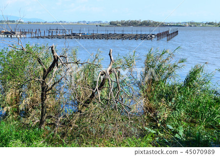 Typhoon damage Collapse of trees Typhoon damage Collapse of trees 45070989
