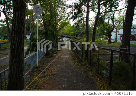 Typhoon damage, fallen roadside trees 45071113