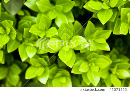 leaf 45071333