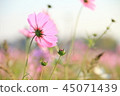 Cosmos 45071439