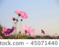Cosmos 45071440