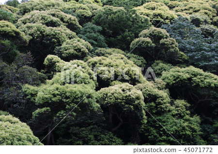 Fresh green tree shines in the sun Fresh green tree shines in the sun 45071772