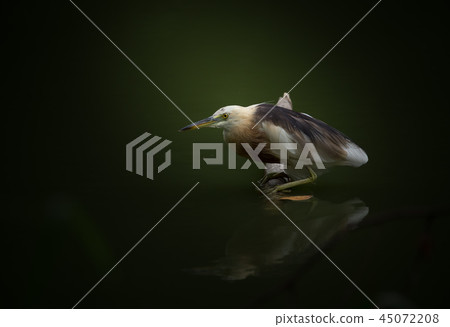Javan Pond heron on dry banch in pond. Javan Pond heron on dry banch in pond. 45072208