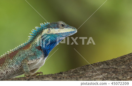 Blue-crested Lizard on tree with green background. Blue-crested Lizard on tree with green background. 45072209