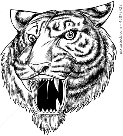tiger hand drawn isolated on white background tiger hand drawn isolated on white background 45072428