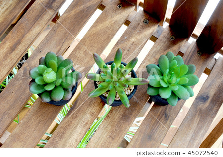 多汁植物 多汁植物 45072540