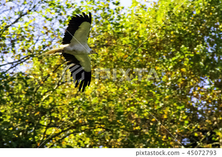 Flying Egyptian vulture (Neophron percnopterus) Flying Egyptian vulture (Neophron percnopterus) 45072793