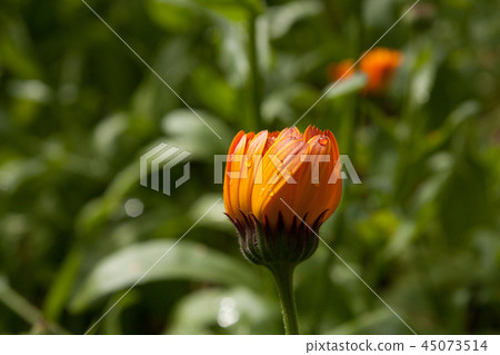 Beautiful colorful calendula flower in garden Beautiful colorful calendula flower in garden 45073514
