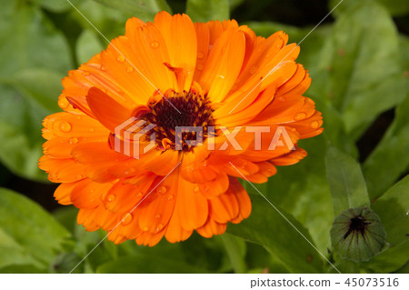 Beautiful colorful calendula flower in garden Beautiful colorful calendula flower in garden 45073516