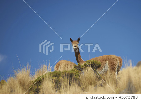 Vicuna on the altiplano 45073788