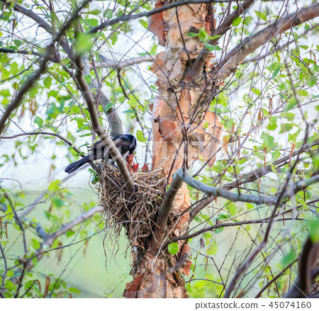 Common Grackle on the nest 45074160