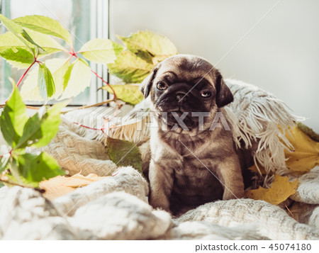 Cute, sweet puppy lying on a blanket Cute, sweet puppy lying on a blanket 45074180
