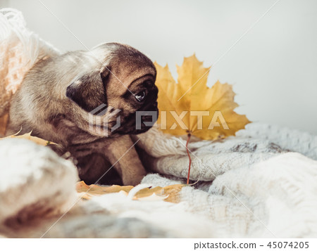 Cute, sweet puppy lying on a blanket 45074205