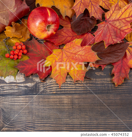 Red apples and rowan berries with maple leaves 45074352